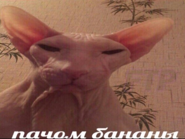 Почем бананы Мем с котом сфинкс