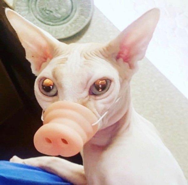 Смешные сфинксы