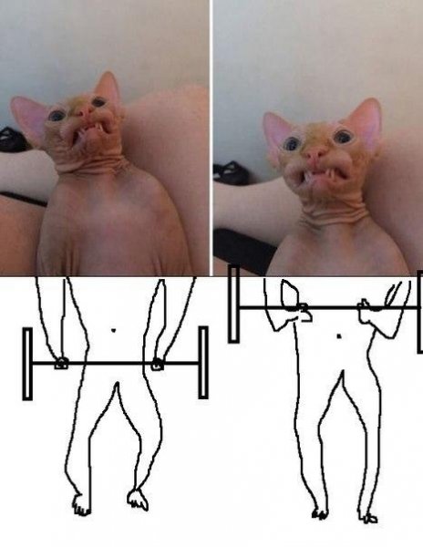 Лысые коты мемы