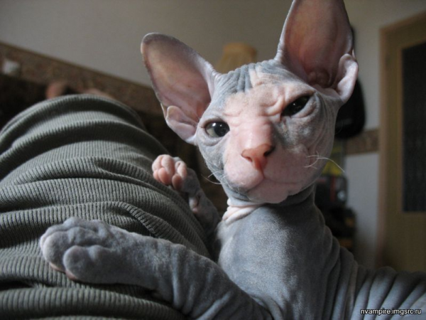 Смешной лысый кот