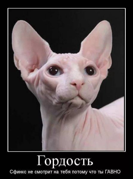 Приколы про сфинксов