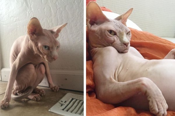 Смешные лысые коты