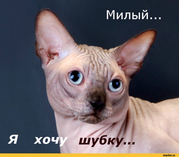 Сфинкс мемы