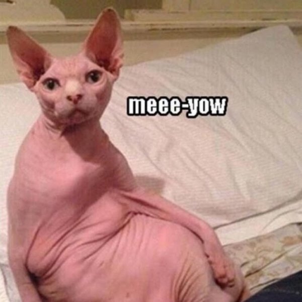 Лысая кошка смешная