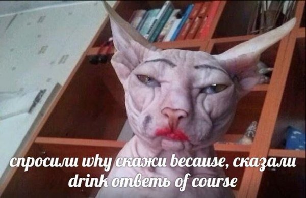 Накрашенная кошка