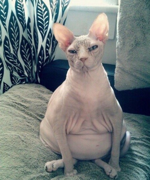 Лысые коты мемы