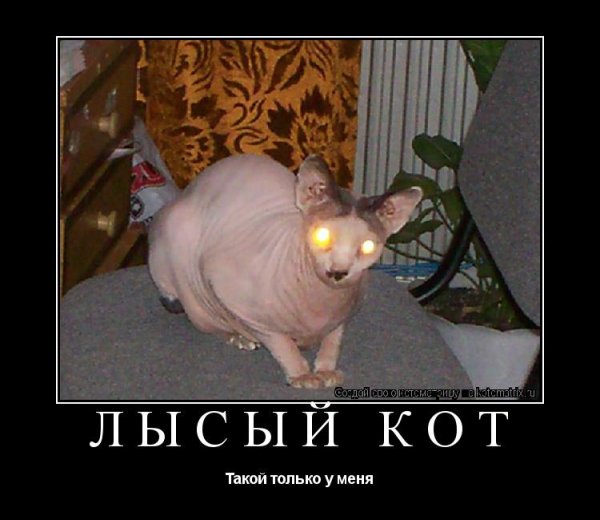 Мемы про лысых котов
