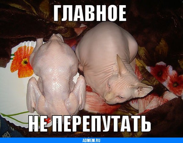 Недовольный лысый кот