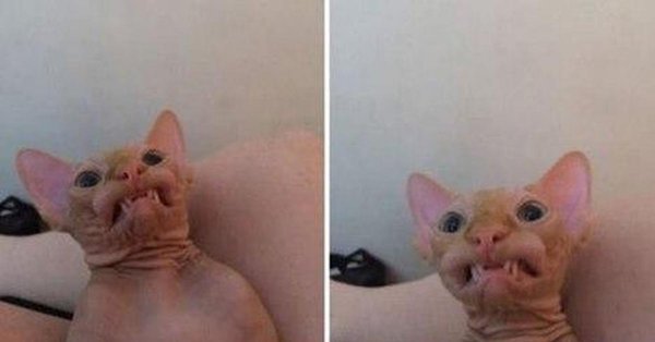 Смешные лысые кошки