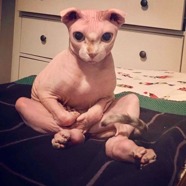 Сфинкс мемы