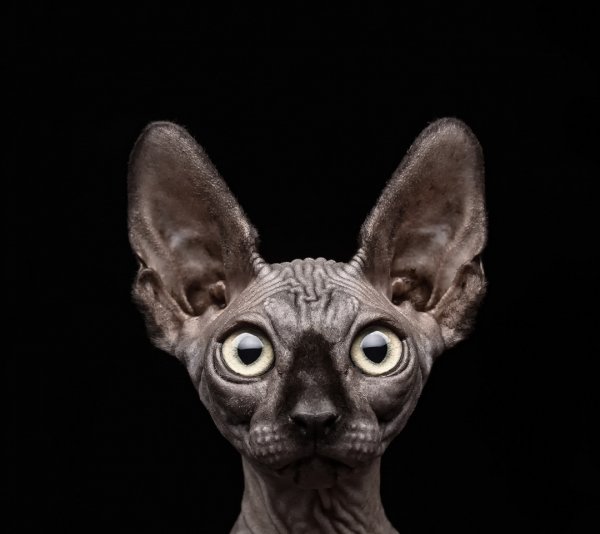 Накрашенный лысый кот