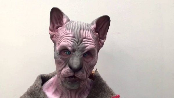 Страшная кошка сфинкс толстая