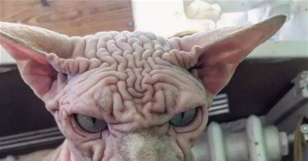 БИНГУС кот сфинкс