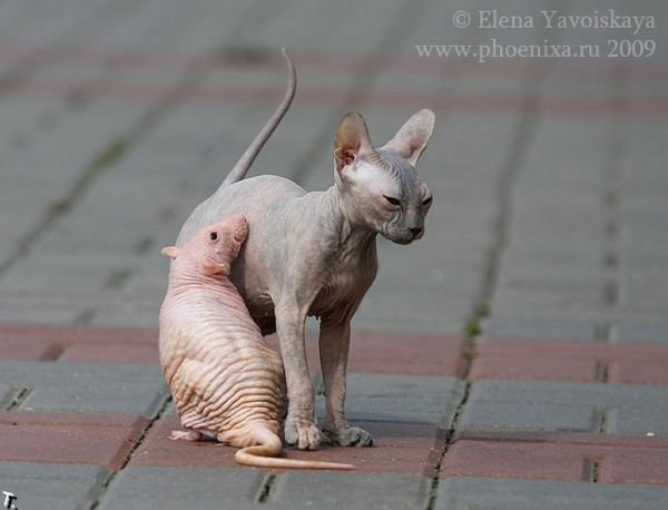 Смешные лысые коты