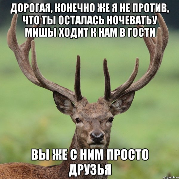 Он просто друг олень