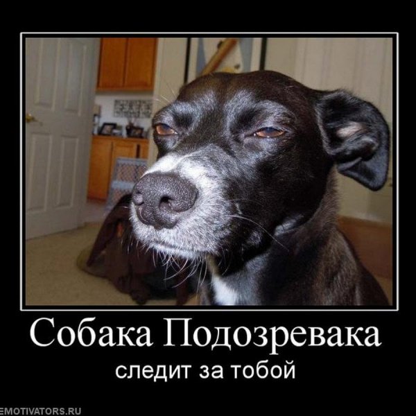 Собака подозревака Мем