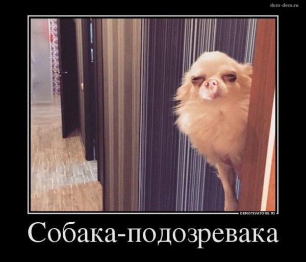 Собака подозревака