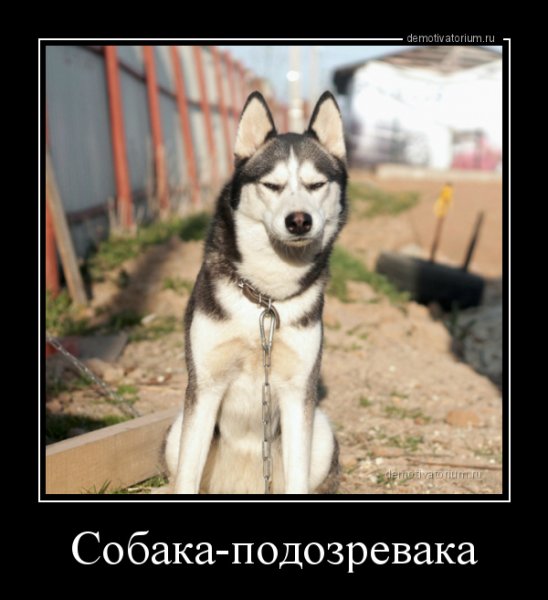Мемы собака подозревака