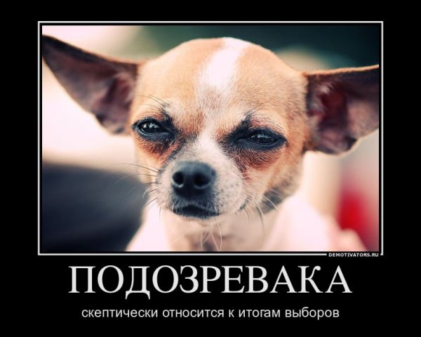 Пес осуждает