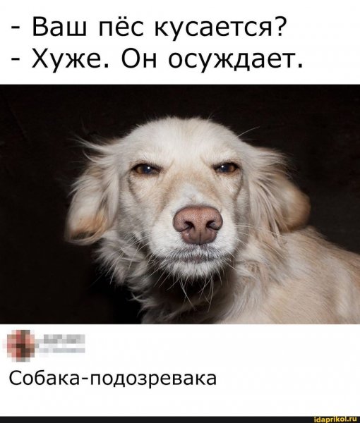 Чихуахуа подозревака