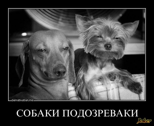 Подозревающая собака