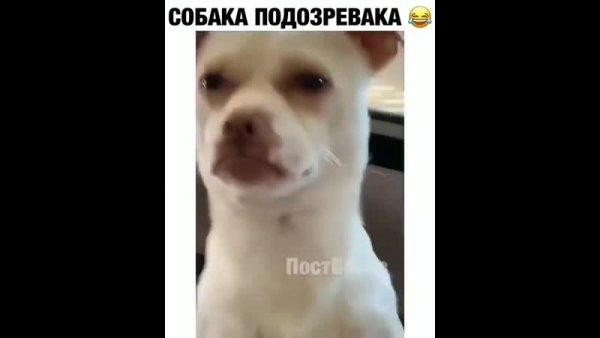 Собака подозревака Мем классический