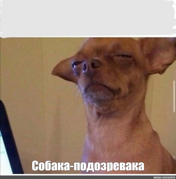 Собака всех подозревака