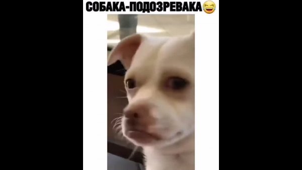 Мемы собака подозревака