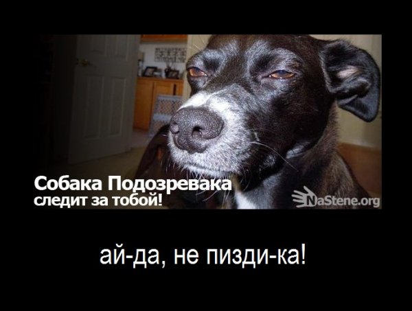 Собака прищурилась