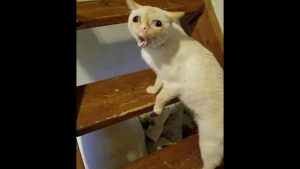 Плачущий кот без фона