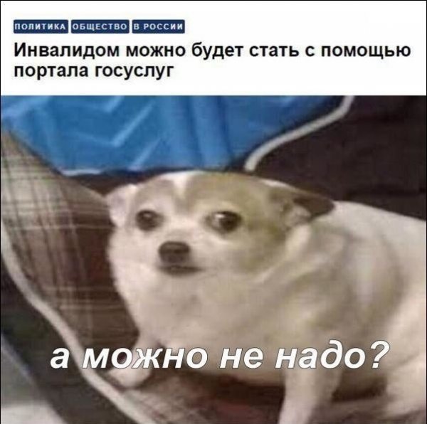Надо Мем кот