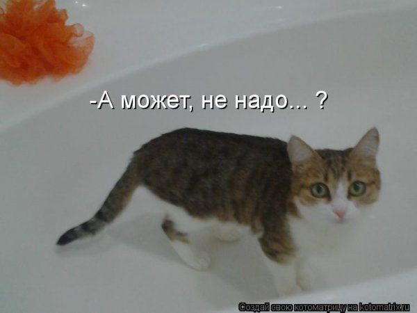Не надо так кот