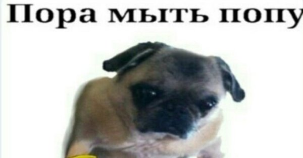 Попу мыл Мем Мопс