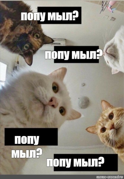 Мемы про попу