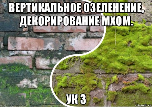 Я мох Мем