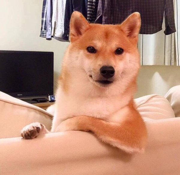 Сиба ину доги