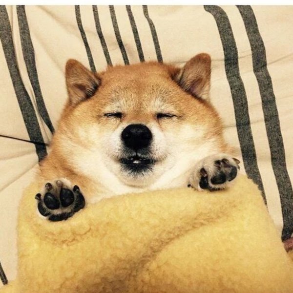 Сиба ину Мем