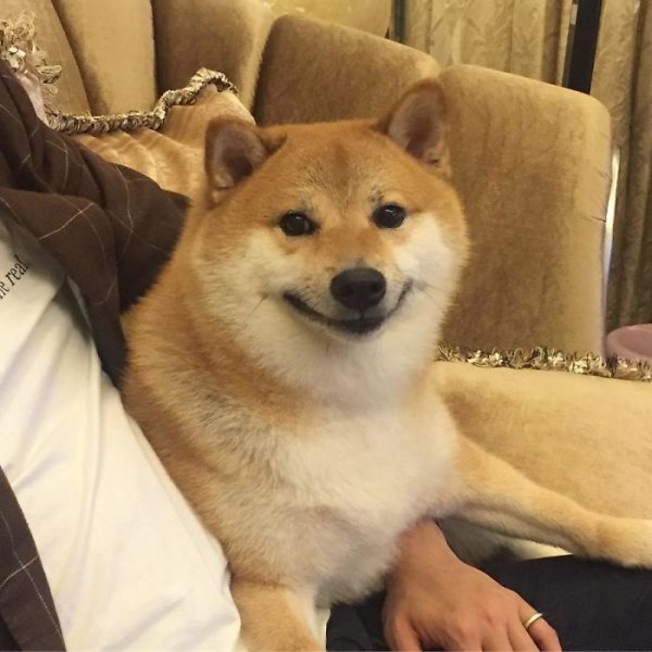 Шиба ину Догги