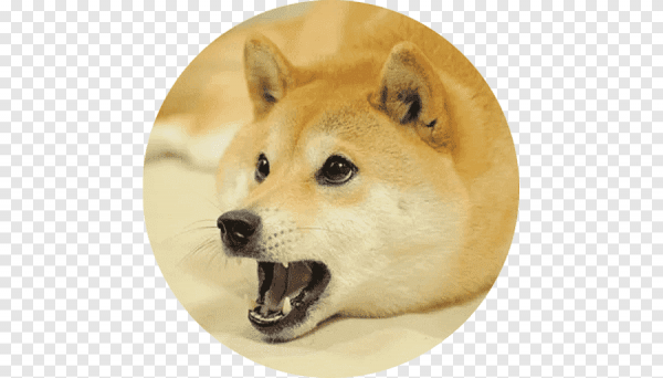 Сиба-ину Doge