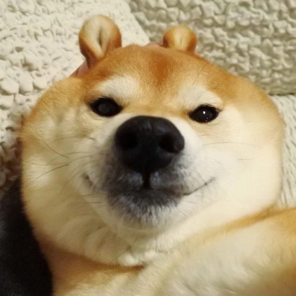 Сиба ину доги