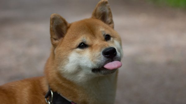 Сиба ину
