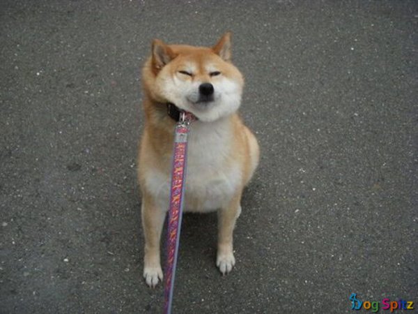 Акита ину Doge