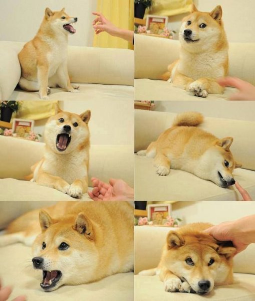 Сиба-ину Doge