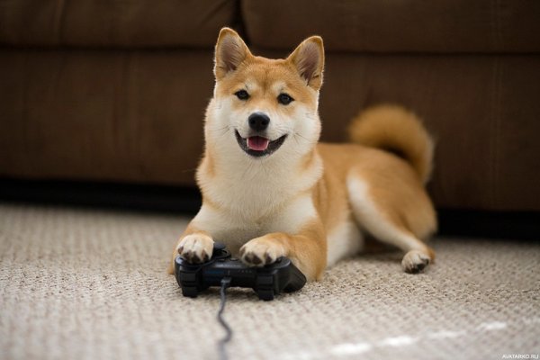 Doge Акита сиба ину