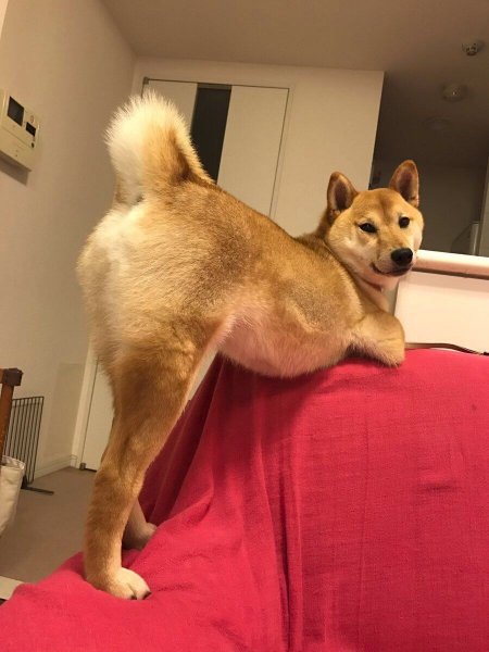 Сиба-ину Doge