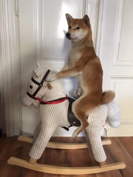 Фурсьют Шиба ину