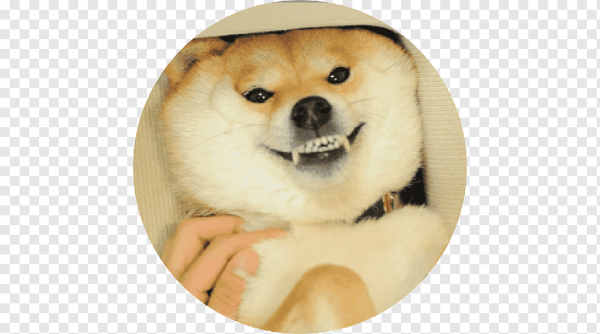 Сиба-ину Doge