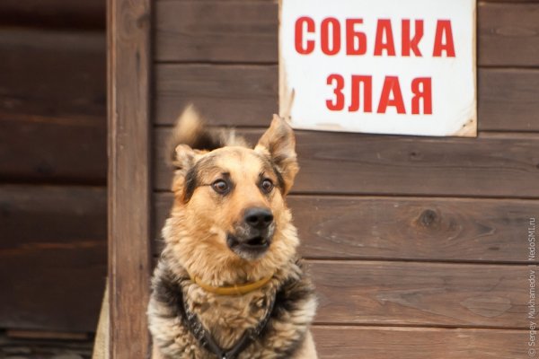 Смешная злая собака