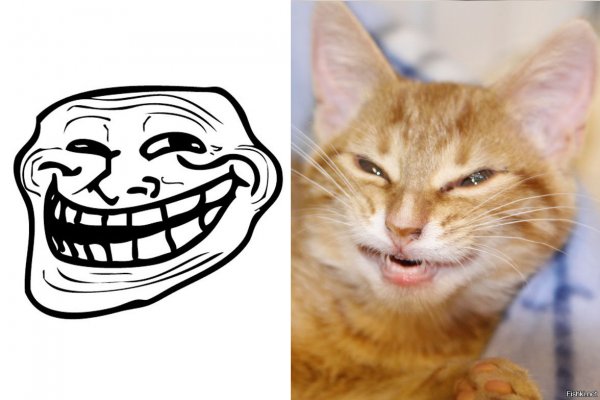 Коты ТРОЛЛИНГ