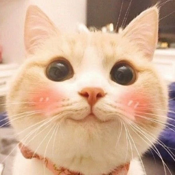 Кот из мемов